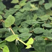 Ficus Pumila Minima Colombia 2