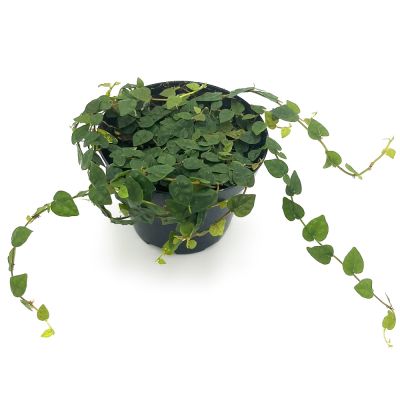 Ficus Pumila Minima Colombia
