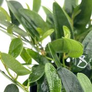 Ficus Punctata 1