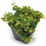 Ficus Quercifolia
