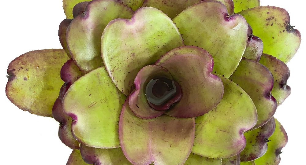 beautiful bromeliads