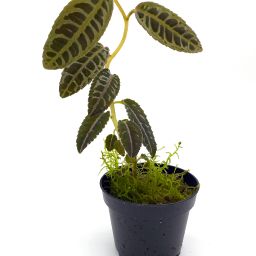 Labisia sp