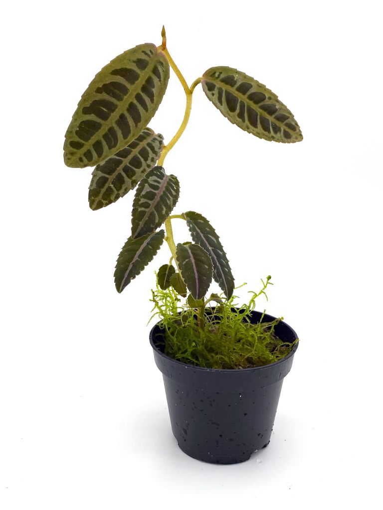 Labisia sp