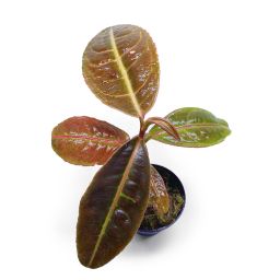 Labisia sp.