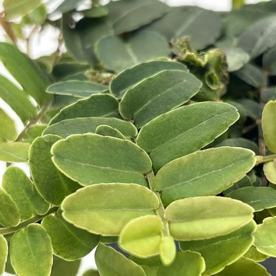 Marcgravia sp