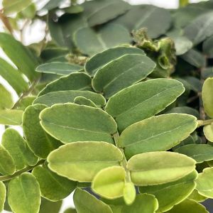 Marcgravia sp