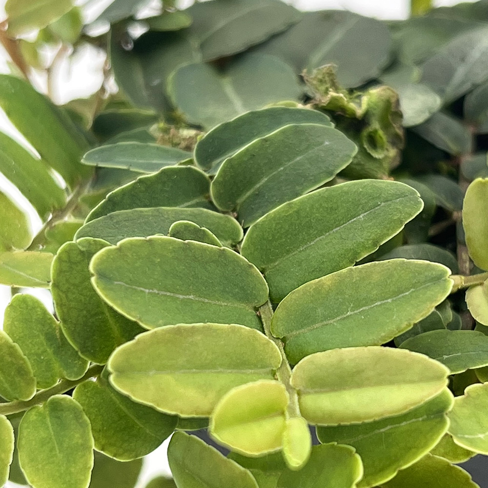 Marcgravia sp 1