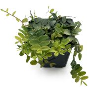 Marcgravia sp