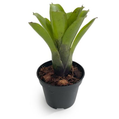 Micro Neoregelia
