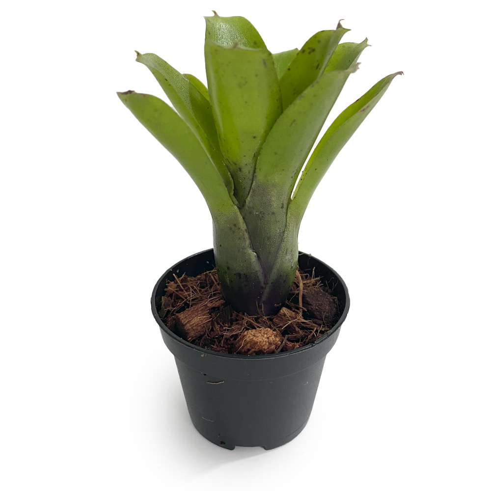 Micro Neoregelia 1