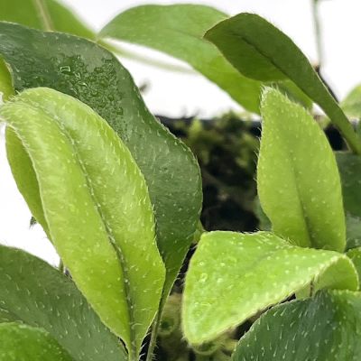 Microgramma Reptans