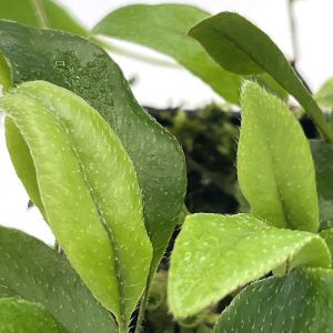 Microgramma Reptans
