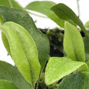 Microgramma Reptans 1