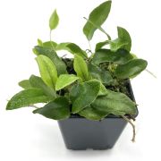 Microgramma Reptans