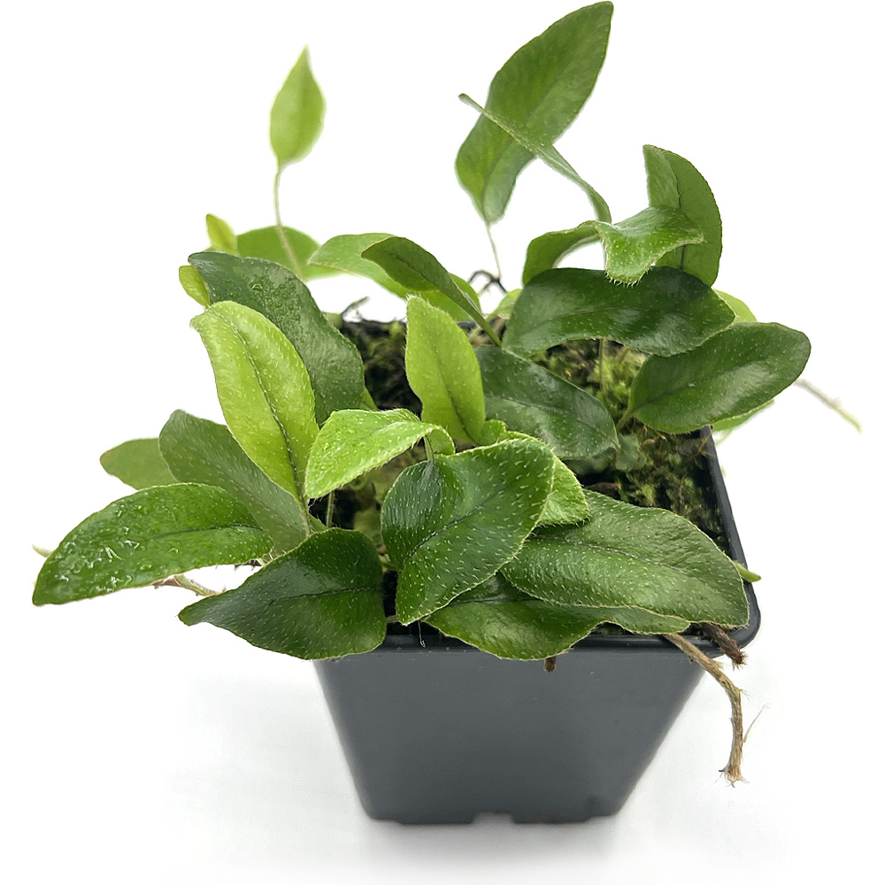 Microgramma Reptans