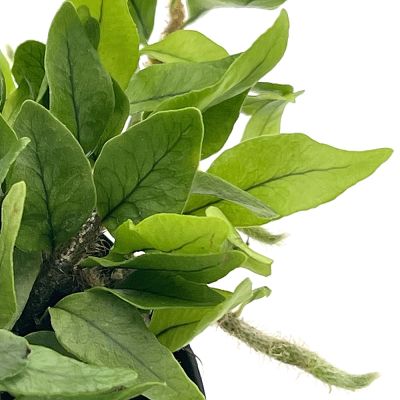 Microgramma vaccinifolia
