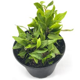 Microgramma vaccinifolia