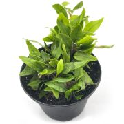 Microgramma vaccinifolia