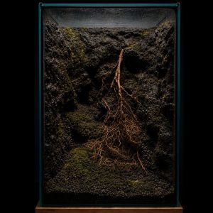 ShroomRoom MossMix