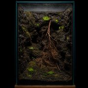 Moss mix 6