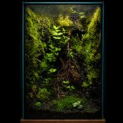 Moss mix 8