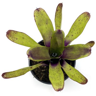 Neoregelia Ajax