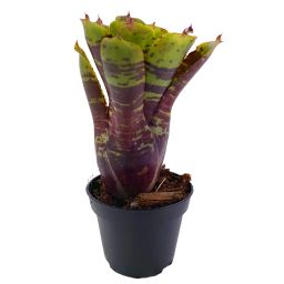 Neoregelia Alley Cat 1