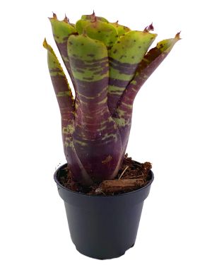 Neoregelia Alley Cat