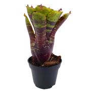 Neoregelia Alley Cat 1