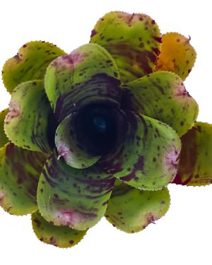 Neoregelia Alley Cat