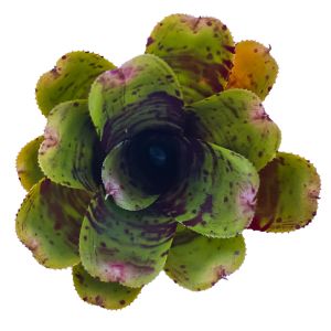 Neoregelia Alley Cat