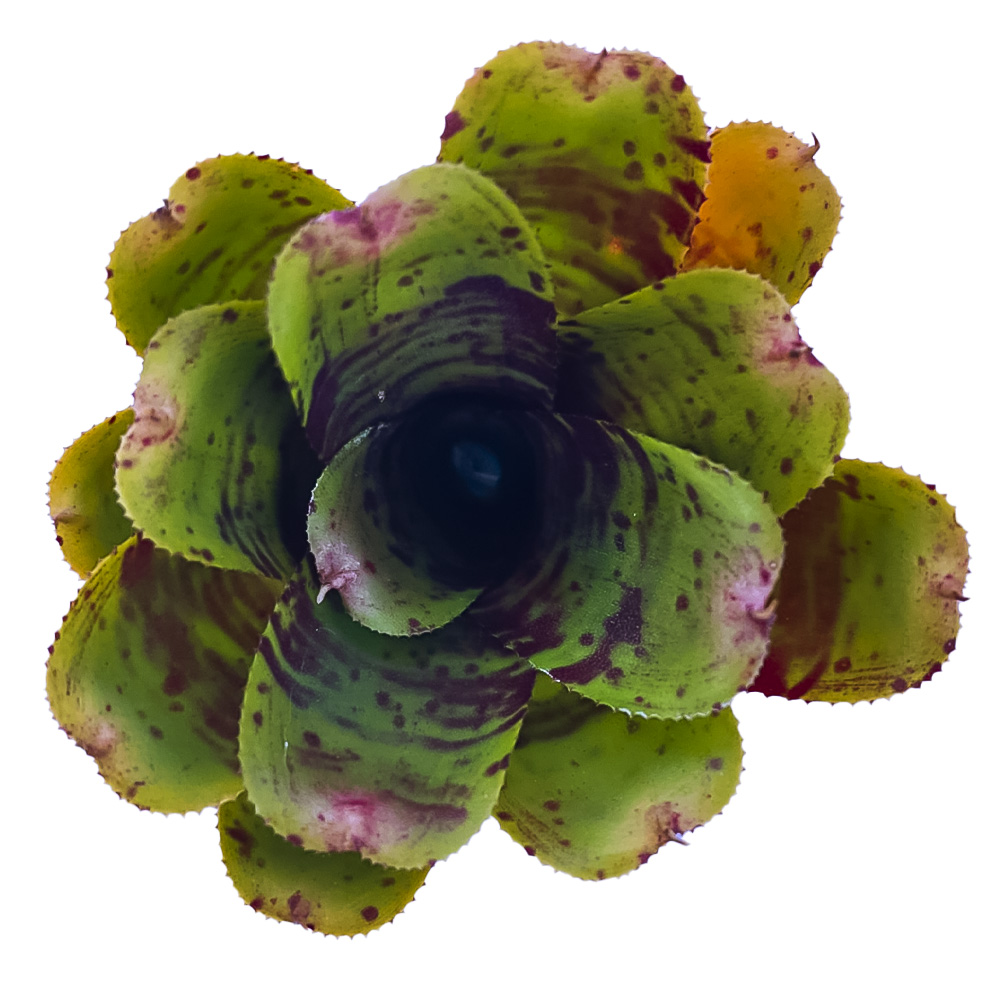 Neoregelia Alley Cat 2