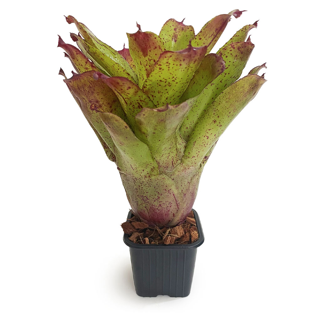 Neoregelia Angel Face 1