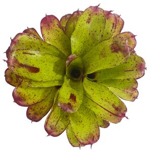Neoregelia Angel Face