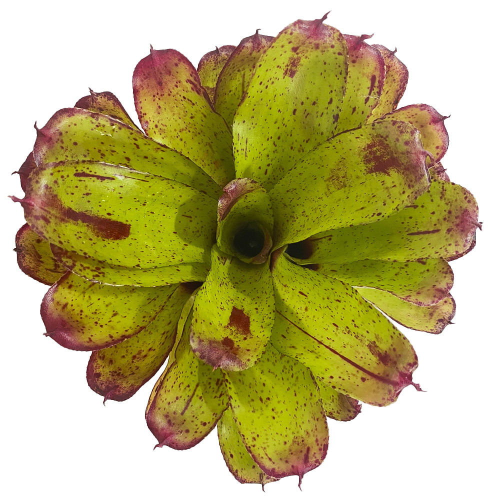Neoregelia Angel Face