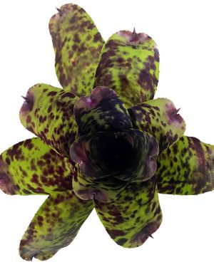 Neoregelia Caviar