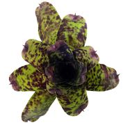 Neoregelia Caviar