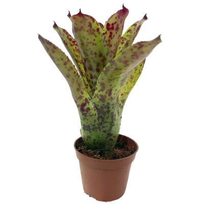 Neoregelia Cheers