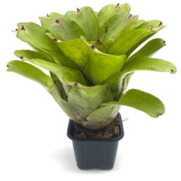 Neoregelia Chubby 2