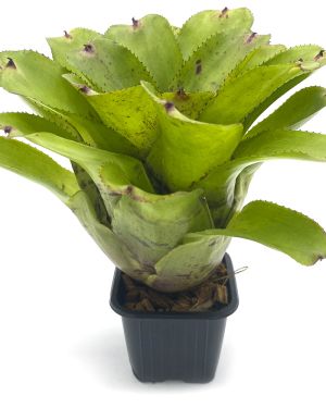 Neoregelia Chubby