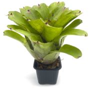Neoregelia Chubby 2