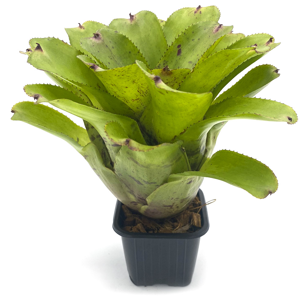 Neoregelia Chubby 2