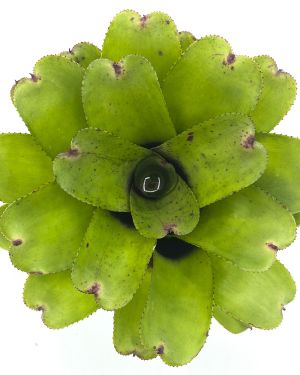 Neoregelia Chubby