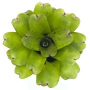 Neoregelia Chubby
