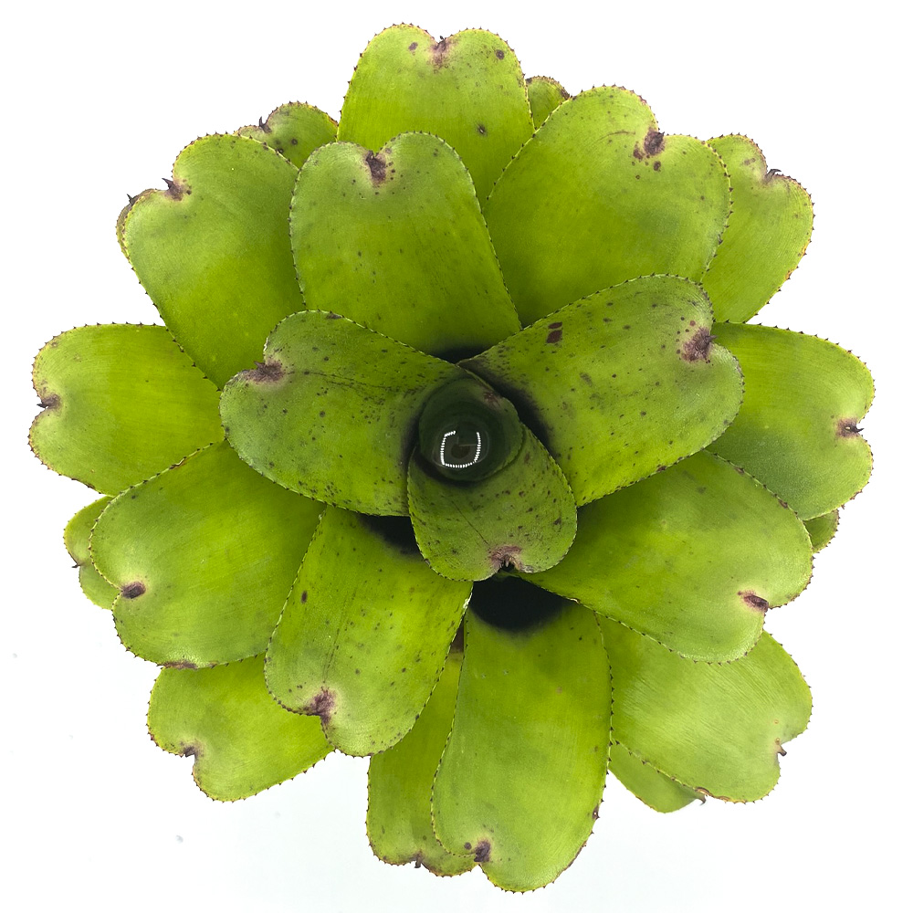 Neoregelia Chubby