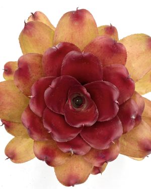 Neoregelia Compact Hybrid