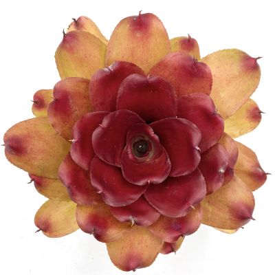 Neoregelia Compact Hybrid