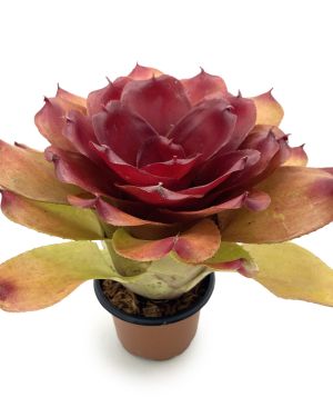 Neoregelia Compact Hybrid