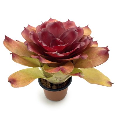 Neoregelia Compact Hybrid