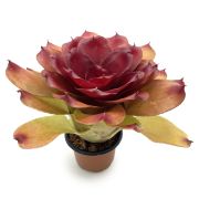 Neoregelia compact hybrid 5